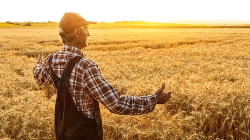 Rischi di una pandemia alimentare da grano