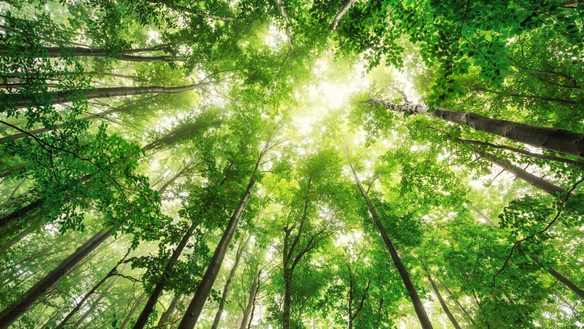 Camminata nel bosco alla ricerca di ordine spirituale