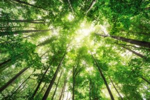 Camminata nel bosco alla ricerca di ordine spirituale