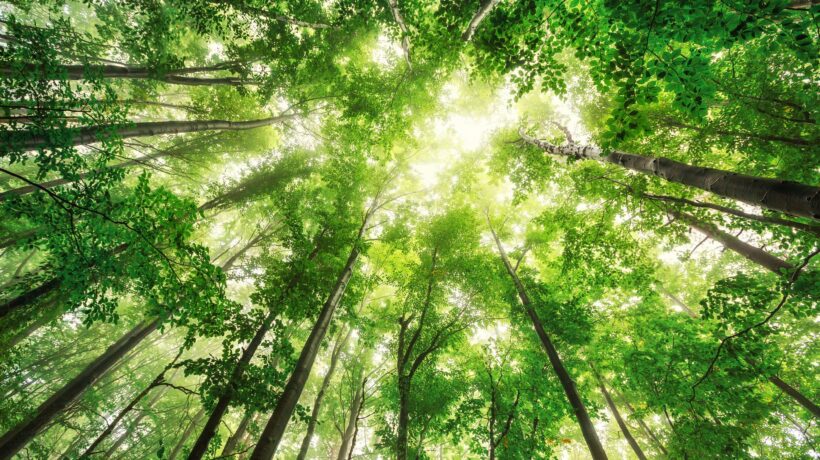 Camminata nel bosco alla ricerca di ordine spirituale