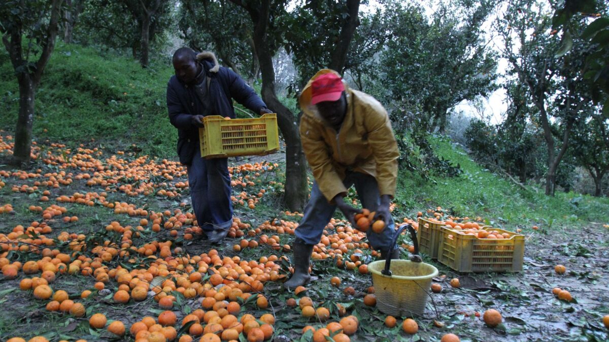 Pure gli agricoltori lo confermano: inutile la sanatoria degli immigrati