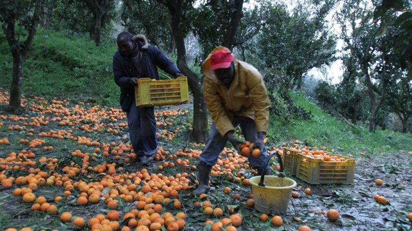 Pure gli agricoltori lo confermano: inutile la sanatoria degli immigrati