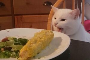 Il gatto bianco salvato da un rifugio diventato un fenomeno su Internet