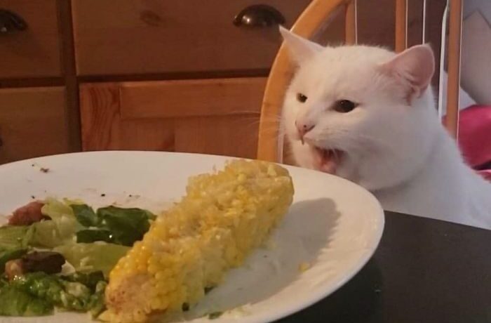 Il gatto bianco salvato da un rifugio diventato un fenomeno su Internet