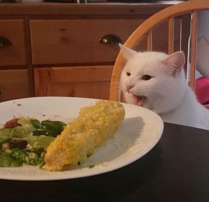 Il gatto bianco salvato da un rifugio diventato un fenomeno su Internet