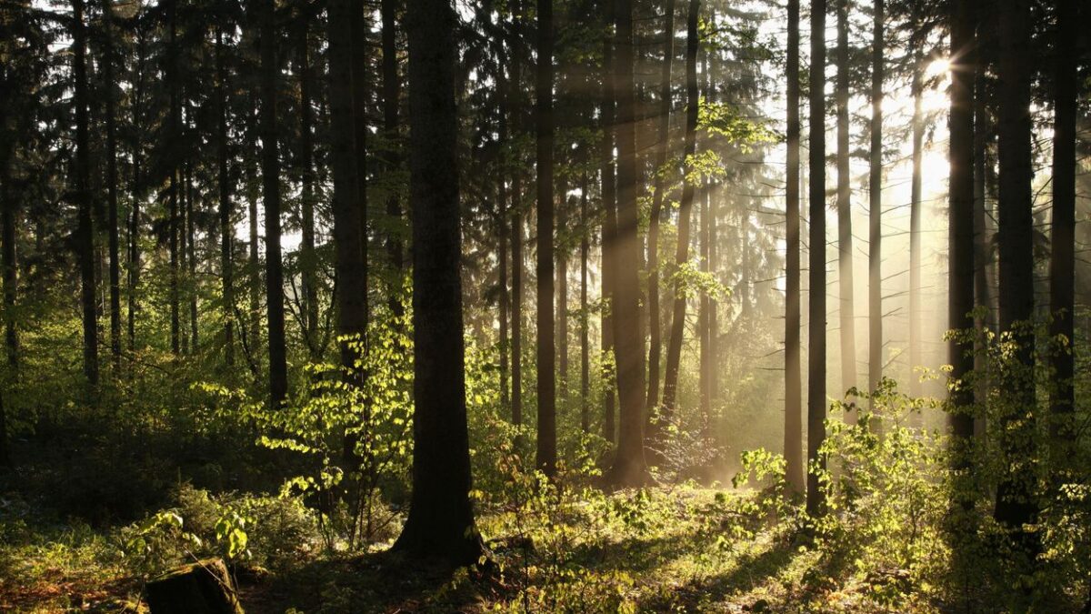 Il bosco insegna a cibarsi con parsimonia