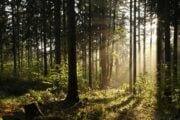 Il bosco insegna a cibarsi con parsimonia