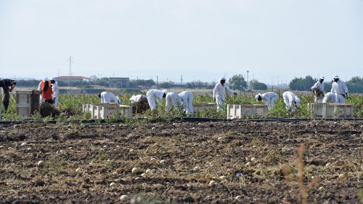 La sanatoria è inutile. Gli agricoltori costretti a importare altri stranieri