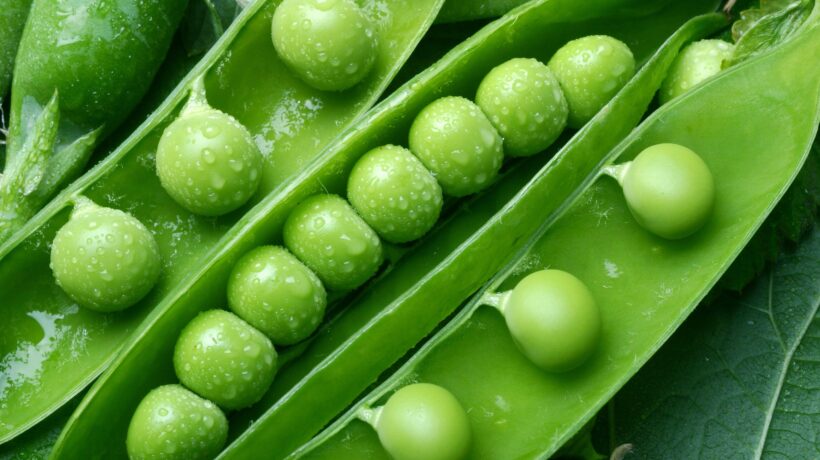Compagno perfetto. Le qualità  del pisello, il contorno che si abbina bene con ogni piatto