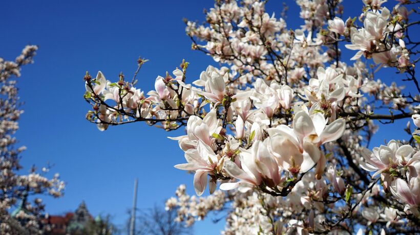 Sotto la magnolia, una città aggrovigliata