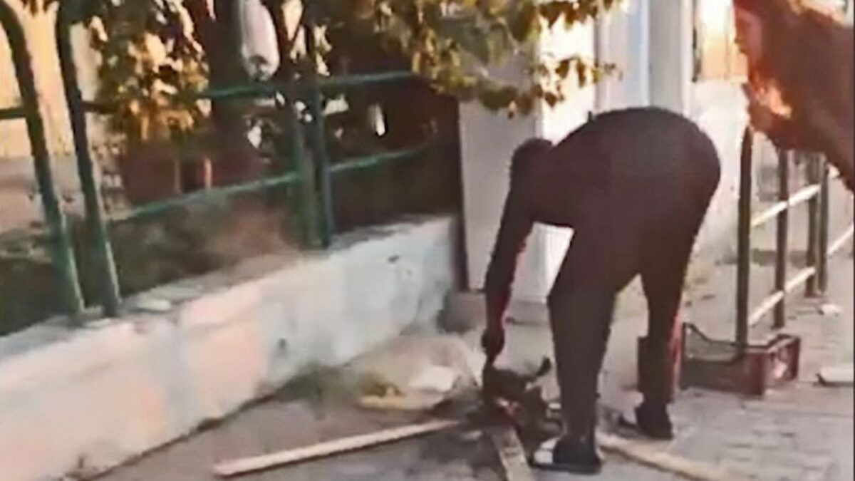 Orrore in Toscana. Un africano si cucina un gatto arrosto in mezzo alla strada