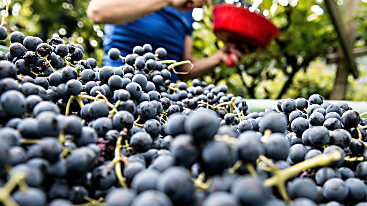 Governo ubriaco, con la scusa del Covid colpo di spugna sui vini Doc e Docg