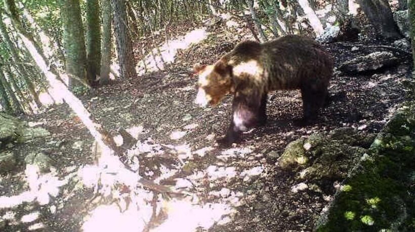 Tifano per la libertà dell’orso feroce ma vogliono rinchiudere gli italiani