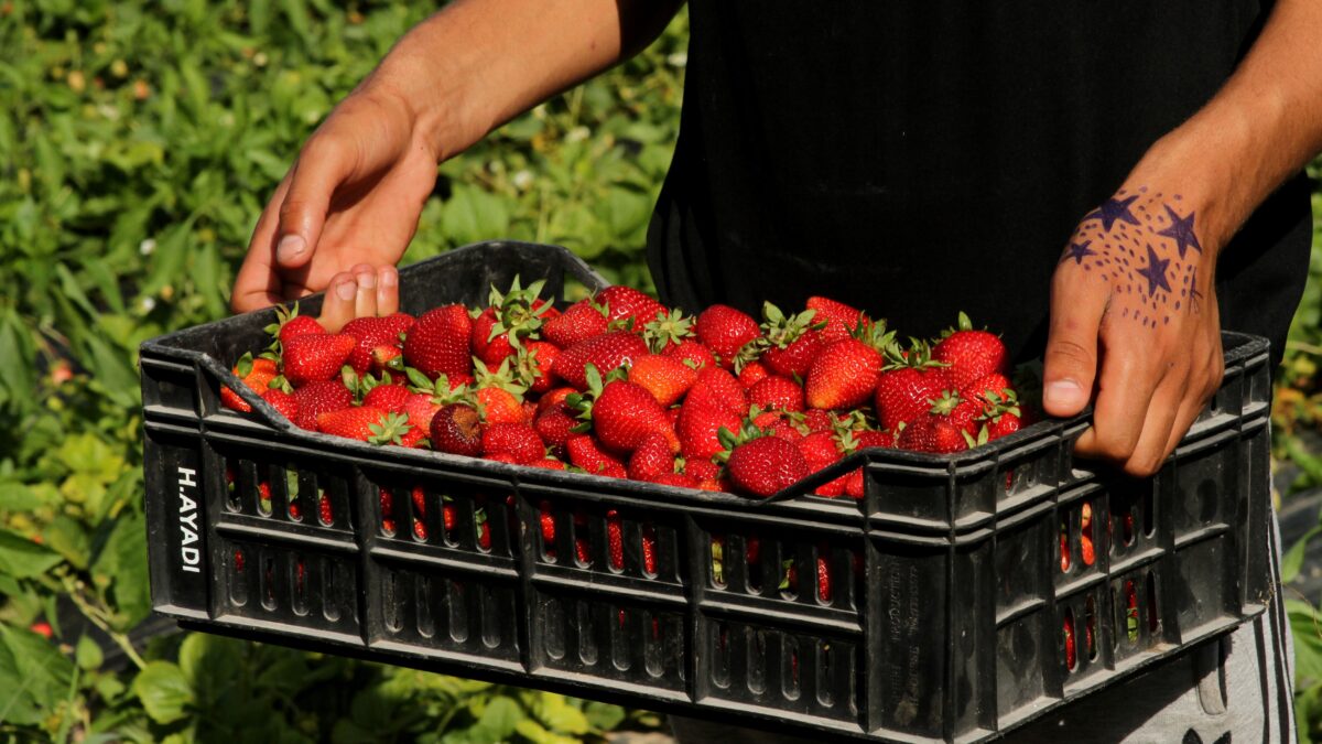 La fattoria delle fragole sfruttava i migranti