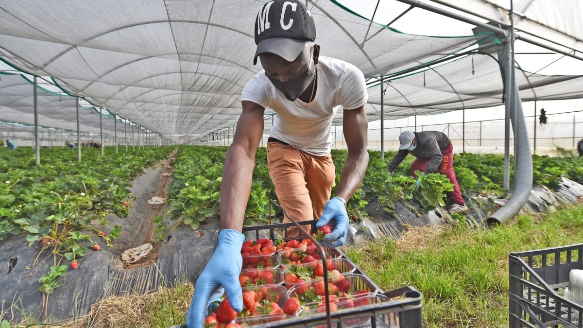 La sanatoria voluta dalla Bellanova lascia l’agricoltura senza lavoratori