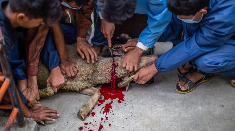 Animali sgozzati con la benedizione del prete