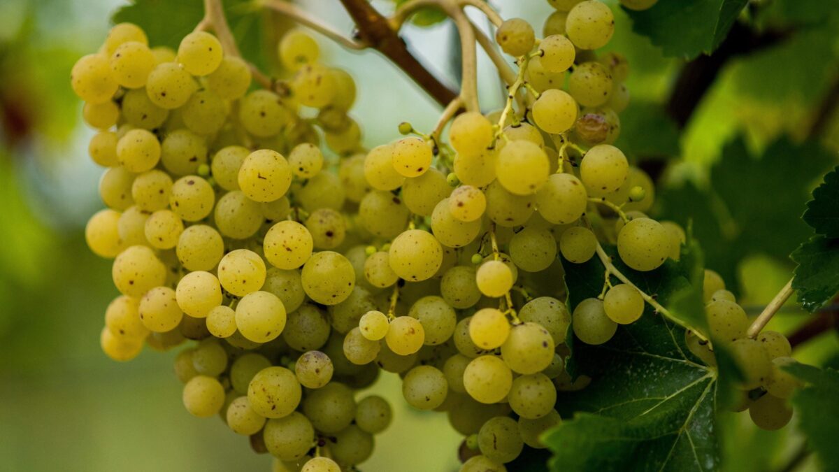 La vendemmia rischia il fallimento. Manca chi raccoglie e l’uva marcisce