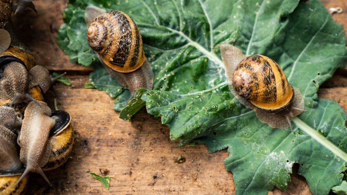 Tutta l’energia della lumaca. Vera campionessa dello slow food
