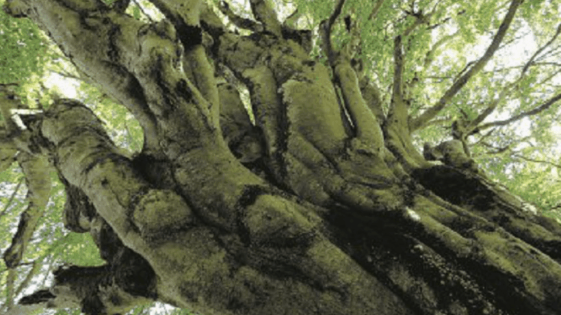 La mano viva di Titano che spunta dalla terra