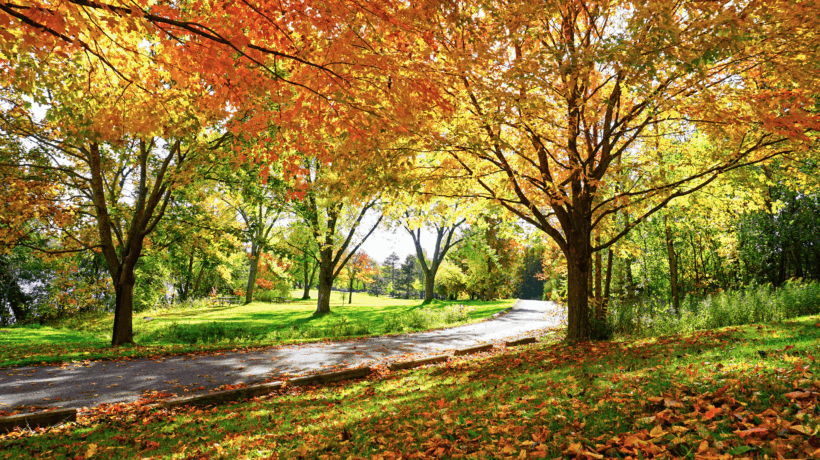 Magia del foliage e fiammate poetiche rendono più caldi i colori dell’autunno