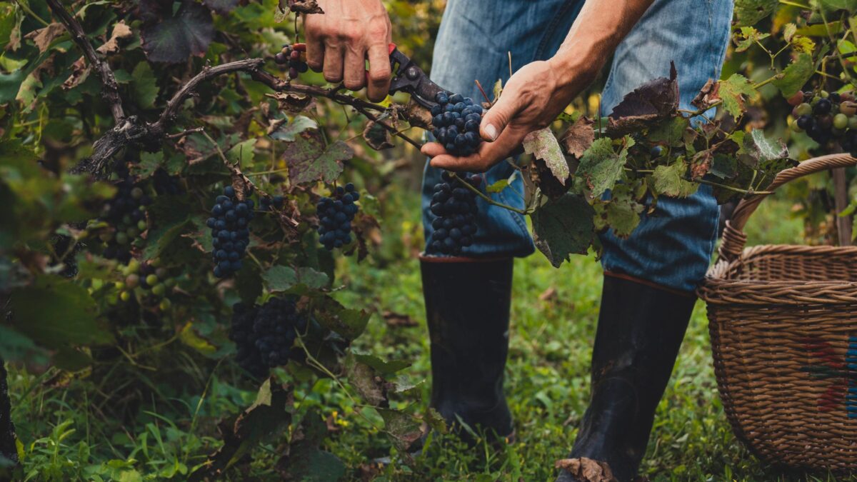 Vendemmia, la prima sbronza la prese Noè