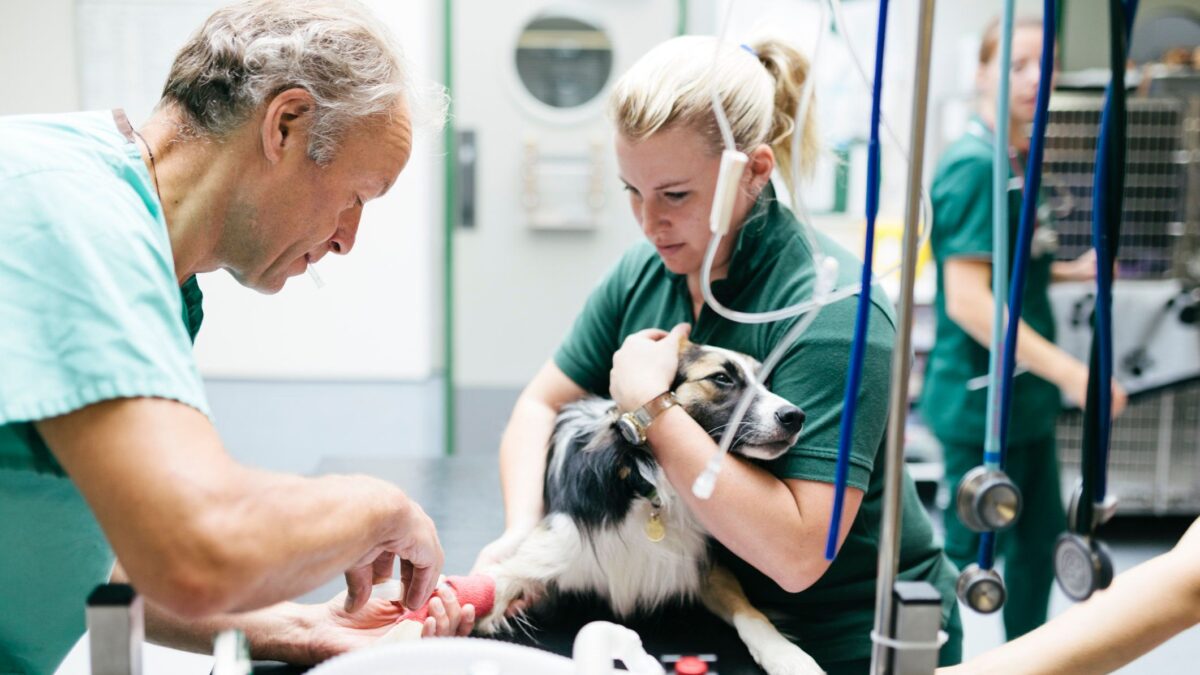 Il governo ignora l’appello di 30.000 veterinari pronti ad aiutare i medici