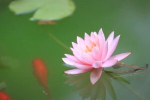 Visita virtuale ai Giardini di Suzhou