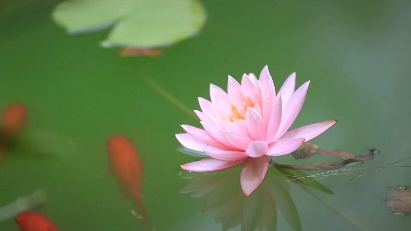Visita virtuale ai Giardini di Suzhou