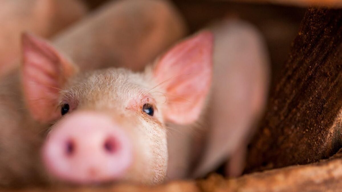 La Cina usa il Covid per fare la guerra alla carne di maiale made in Italy