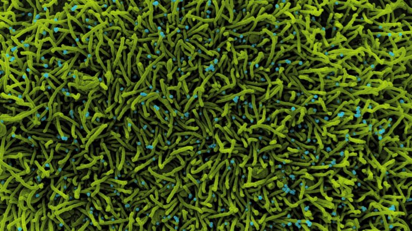 Le radici antiche dell’ambientalismo e le sfide di un futuro già alle porte