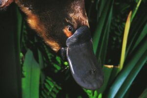 Seguendo le tracce dell’Ornitorinco si arriva all’amore per l’ambiente