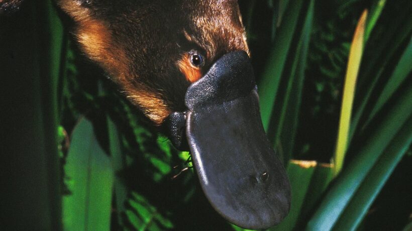 Seguendo le tracce dell’Ornitorinco si arriva all’amore per l’ambiente