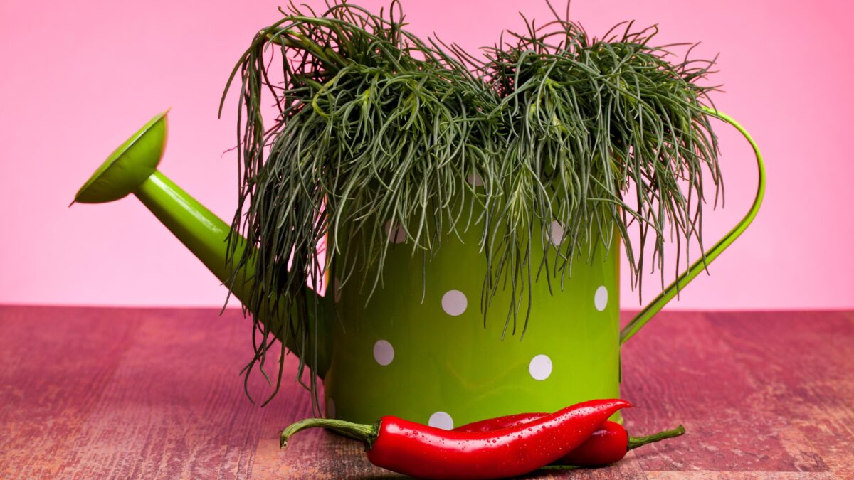 Salato naturale: è la stagione degli agretti, le verdure che vivono al mare