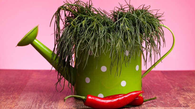 Salato naturale: è la stagione degli agretti, le verdure che vivono al mare