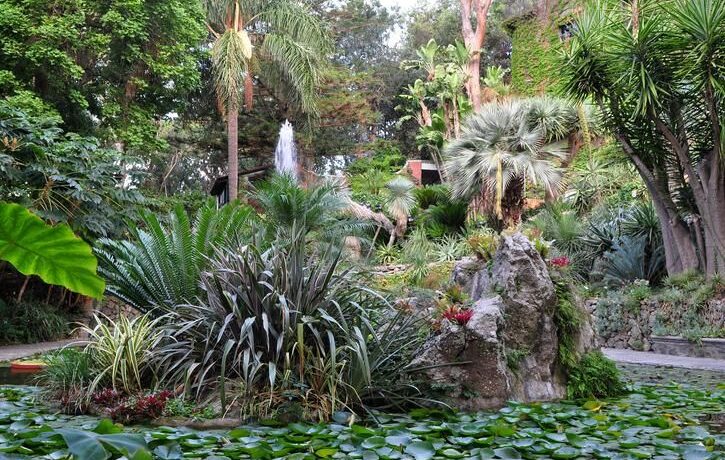 Sull’isola di Ischia c’è un tesoro botanico