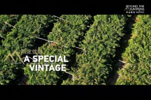 Il documentario di Cctv dallo Xinjiang – Un’annata speciale per il vino