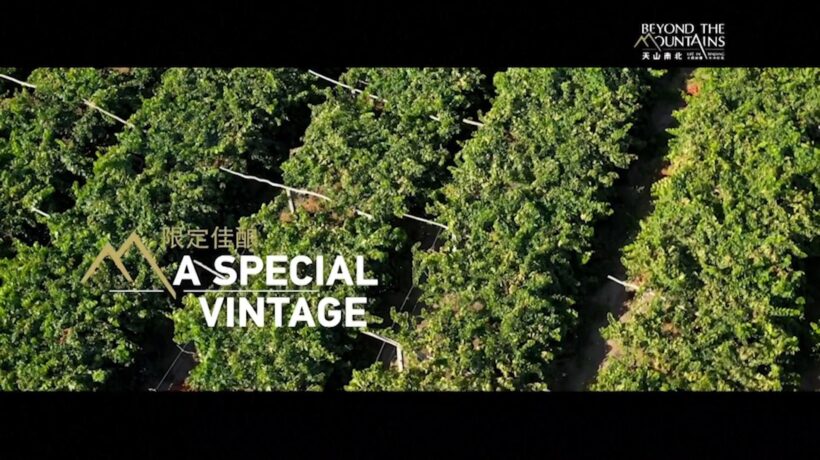Il documentario di Cctv dallo Xinjiang – Un’annata speciale per il vino