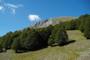 A spasso nel tempo fra gli alberi con oltre mille anni