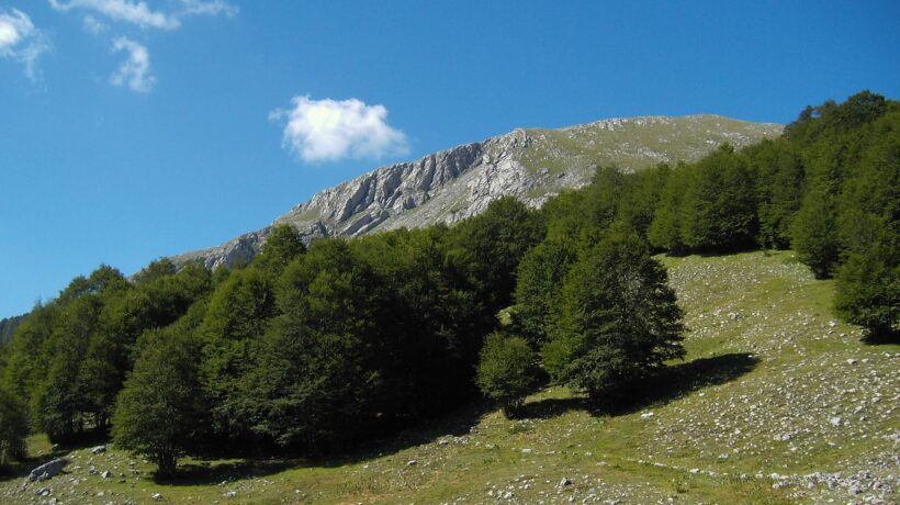 A spasso nel tempo fra gli alberi con oltre mille anni