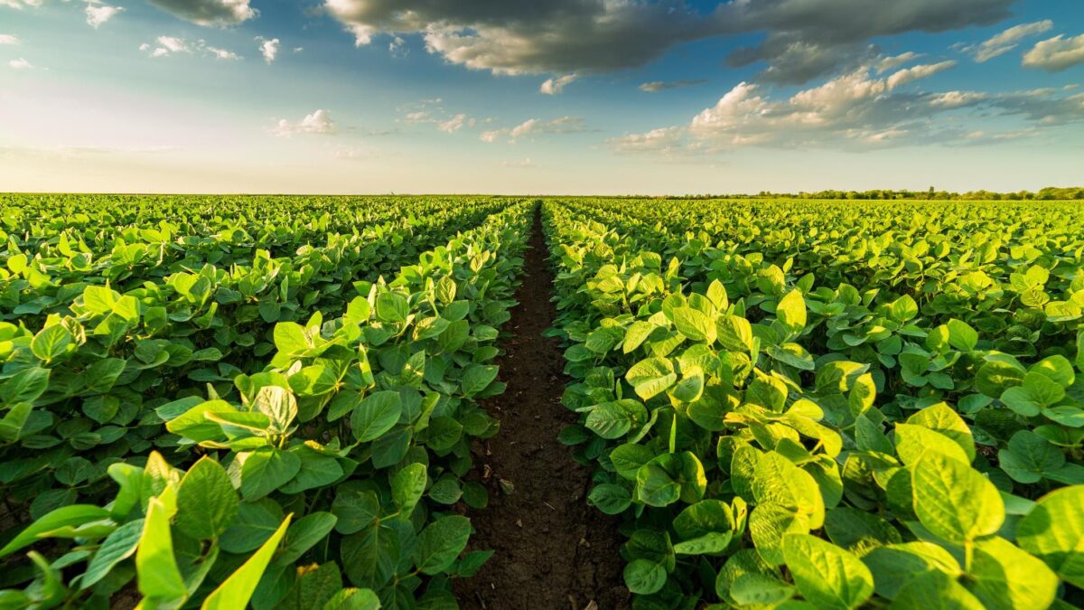 La marea di latte finto che piace ai vegani distrugge l’ambiente che dice di salvare