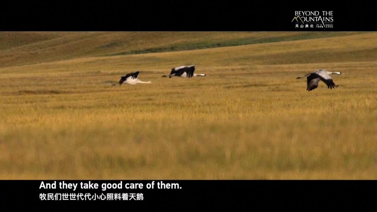 Il documentario di Cctv dallo Xinjiang – Il guardiano del cigno