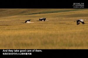 Il documentario di Cctv dallo Xinjiang – Il guardiano del cigno