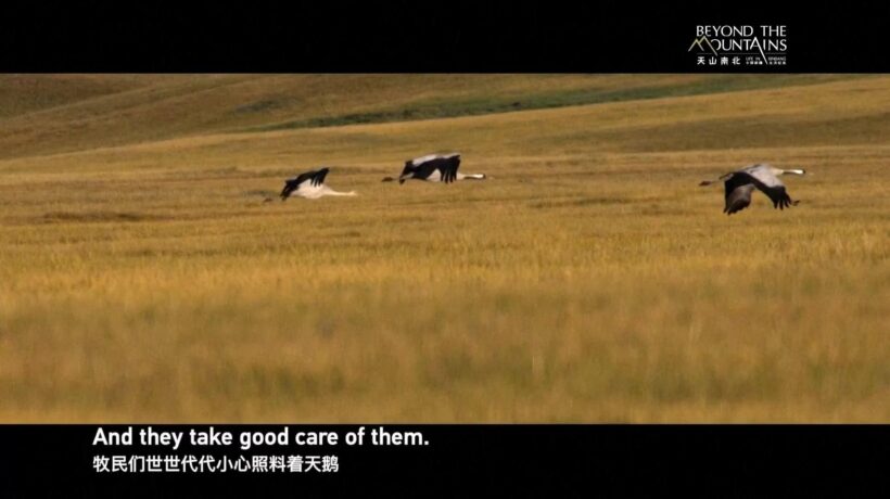 Il documentario di Cctv dallo Xinjiang – Il guardiano del cigno