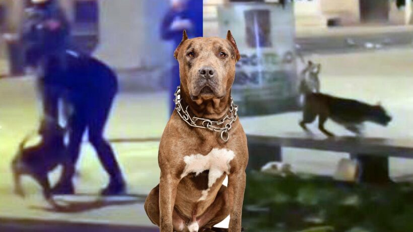 Lancia il pitbull contro i carabinieri. Marocchino scatena una sparatoria