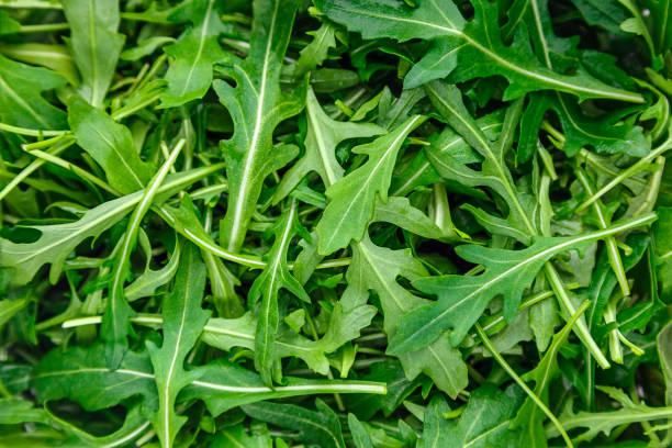 La pianta milleusi che cura la tosse, fa bene ai capelli ed eccita il desiderio. Incredibile rucola