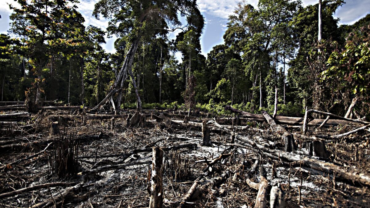 «Con le scelte Ue sui biocarburanti distrutta foresta pari all’Olanda»