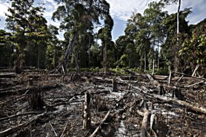 «Con le scelte Ue sui biocarburanti distrutta foresta pari all’Olanda»