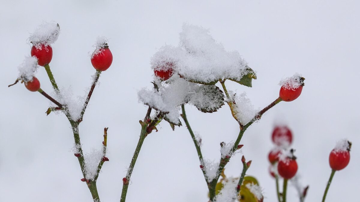 L’ignorata e bellissima rosa canina è un toccasana per la nostra salute