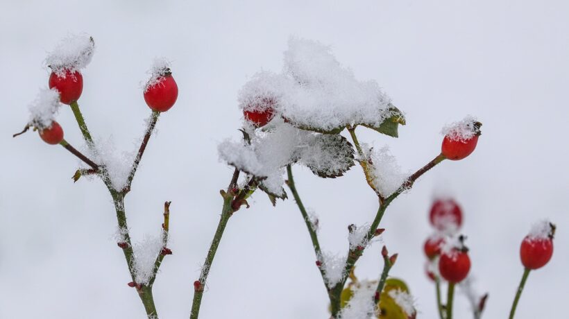 L’ignorata e bellissima rosa canina è un toccasana per la nostra salute