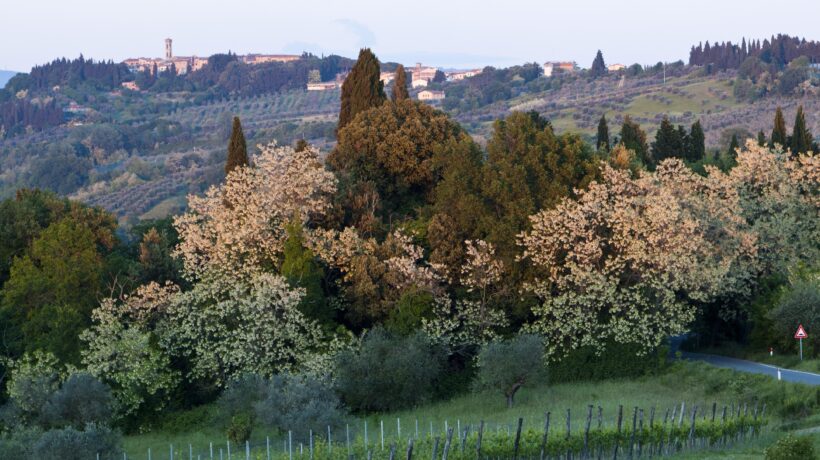 Barberino Val d'Elsa (iStock)